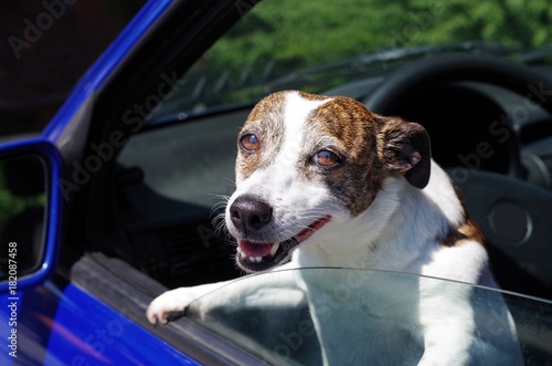 Kleiner Hund schaut aus geöffnetem Autofenster