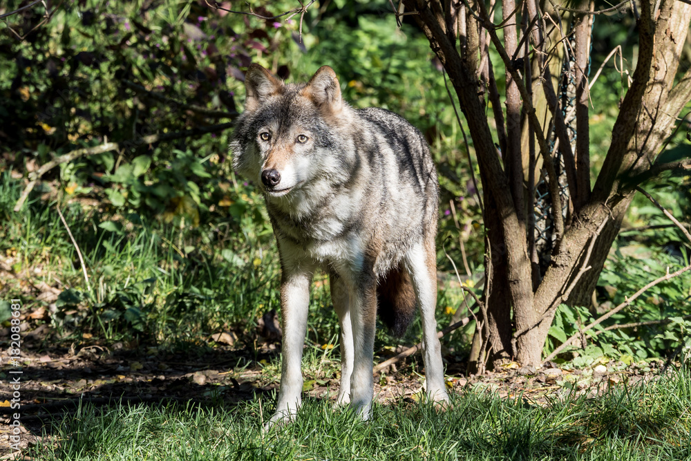 Fototapeta premium Europäischer Wolf - Canis lupus