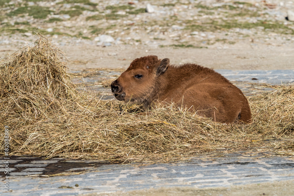 junger Waldbison - Bison bison athabascae junger Waldbison - Bison bison athabascae