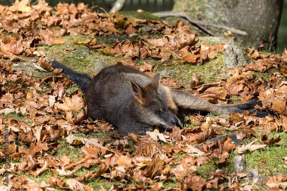 Sumpfwallaby - Wallabia bicolor Sumpfwallaby - Wallabia bicolor