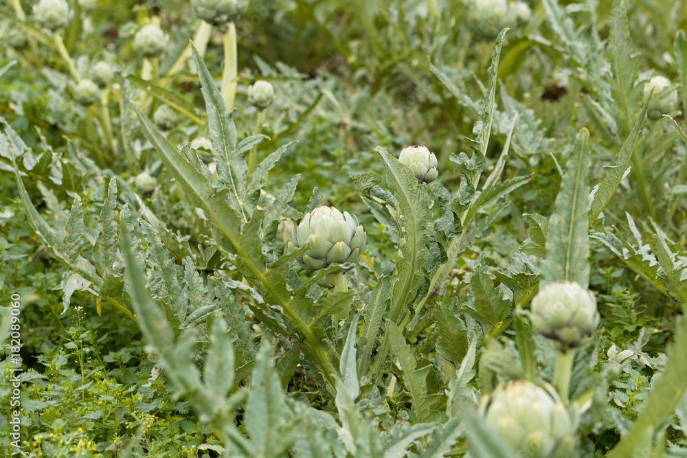 Obraz premium Cardoon plants in a field.