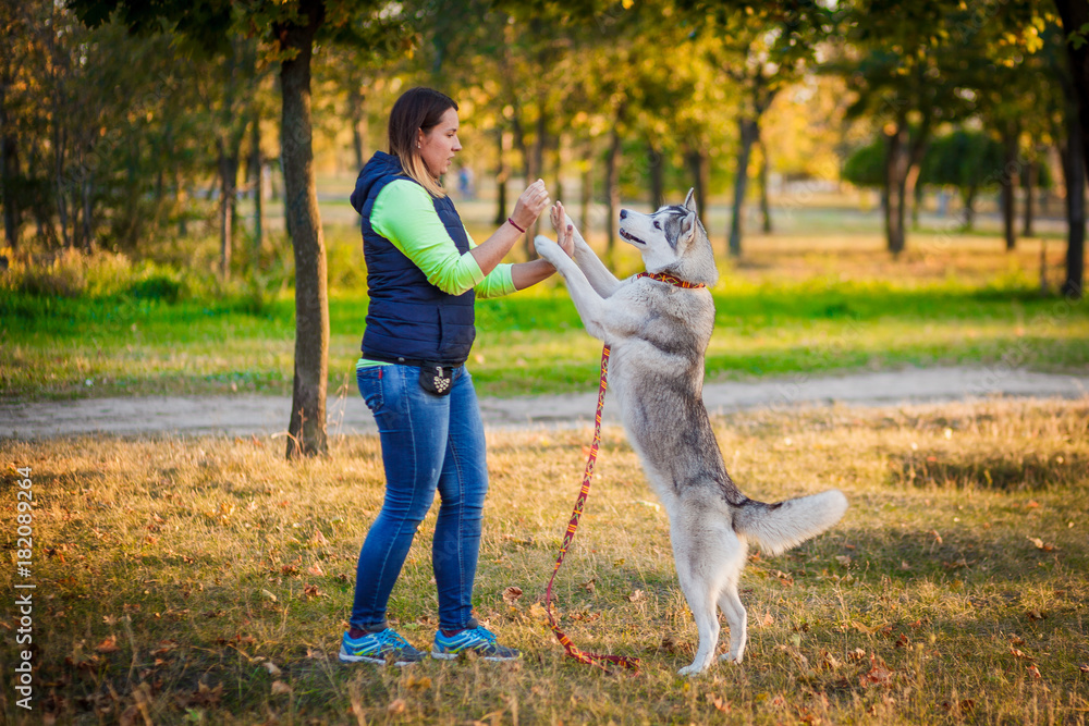 Fototapeta premium Young girl play with Siberian husky