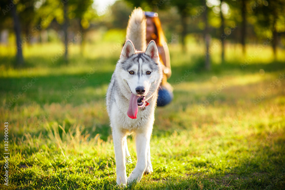 Siberian Husky walking in autumn forest Siberian Husky walking in autumn forest