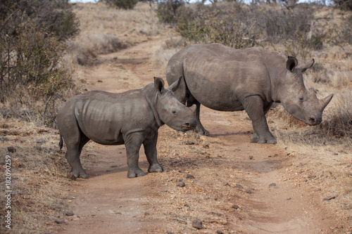White Rhinocerous with calf © Peter
