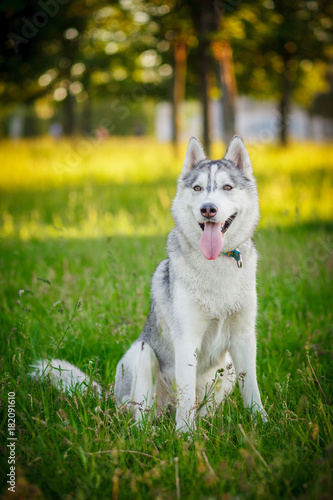 Dog. Siberian Husky. Autumn.