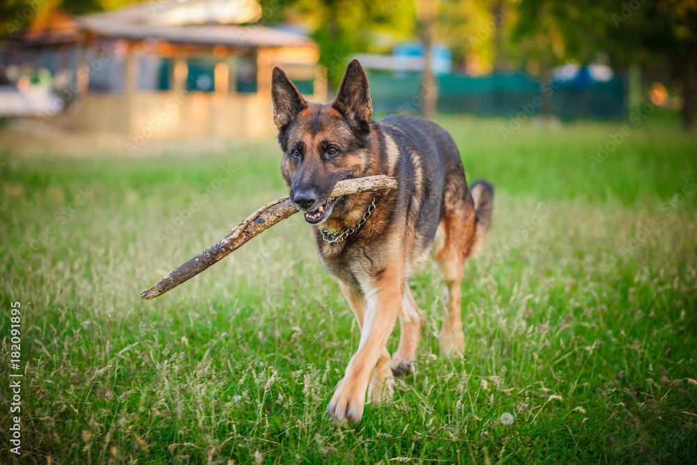 german shepherd dog lying down outdoors german shepherd dog lying down outdoors