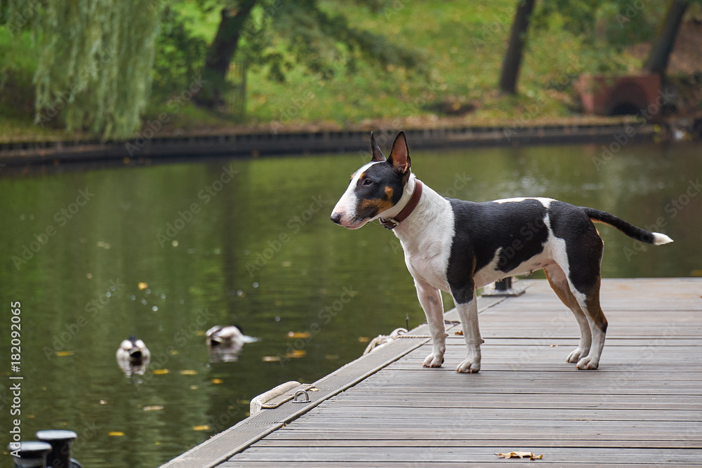 Bull terrier puppy dog on a wooden pier at a lake, copy space, detail with selected focus and narrow depth of field - obrazy, fototapety, plakaty 