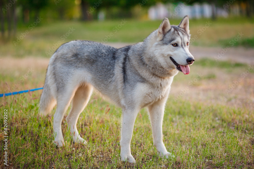 Siberian Husky walking in autumn forest Siberian Husky walking in autumn forest