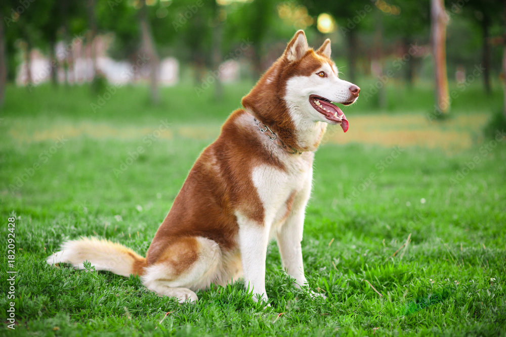 red Siberian Husky on a field red Siberian Husky on a field