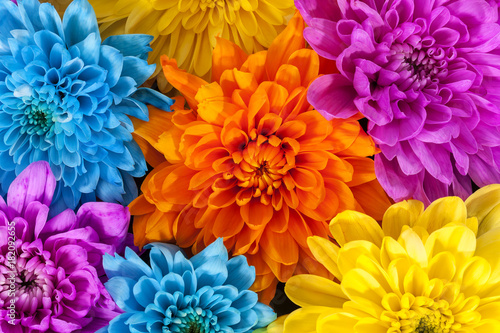 Background of colorful chrysanthemum flowers, blue, pink, yellow, orange © mychadre77