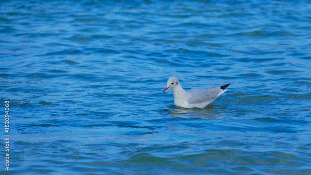 Gull is one of the most popular seaside birds. She lives and preaches on the beach very often when interacting with people. Gull is one of the most popular seaside birds. She lives and preaches on the beach very often when interacting with people.