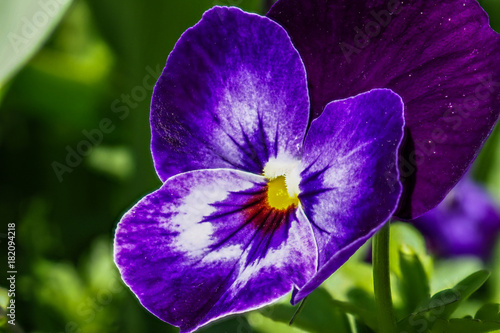 Stiefmütterchen - Viola guestphalica