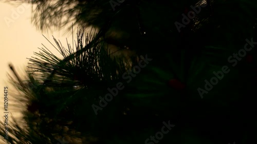 Flickering Lights In A Christmas Tree, Still Shot, Winter Holiday, Christmas
