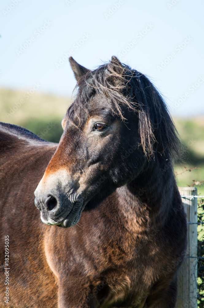 Obraz premium Exmoor pony headshot
