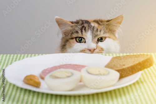 Foto Tricolor cat steals sausage from the table.