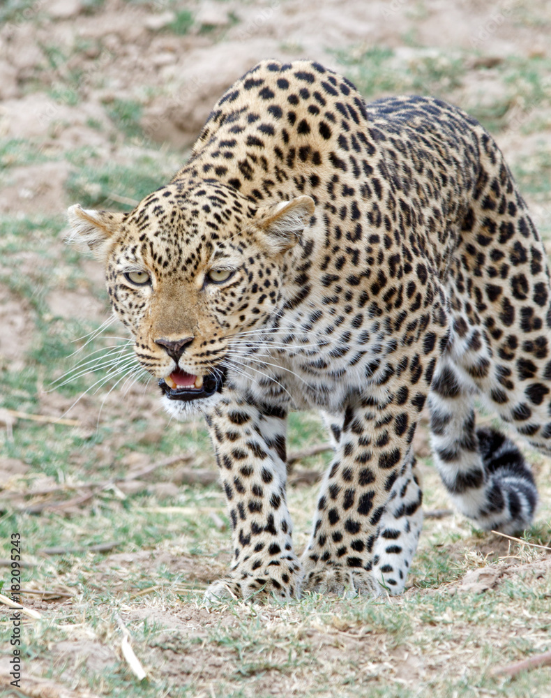 Leopard on the prowl in south luangwa, zambia Leopard on the prowl in south luangwa, zambia