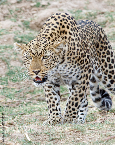 Leopard on the prowl in south luangwa  zambia