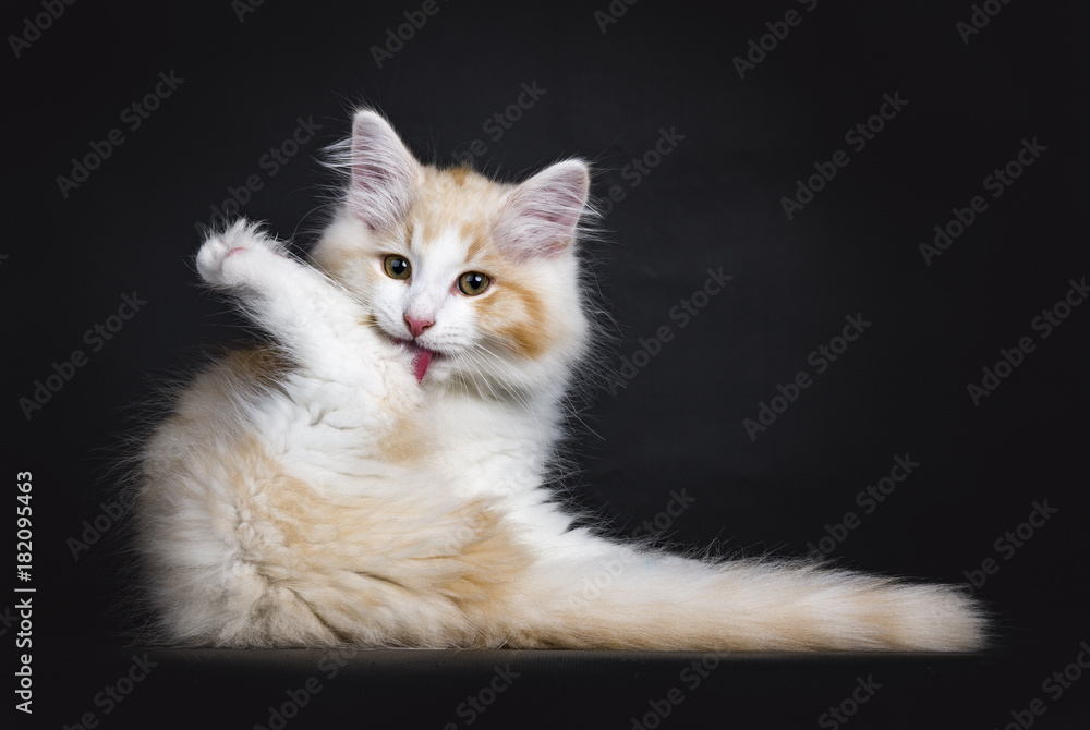 Red / cream with white Siberian forest cat kitten washing itself while looking at camera isolated on black background