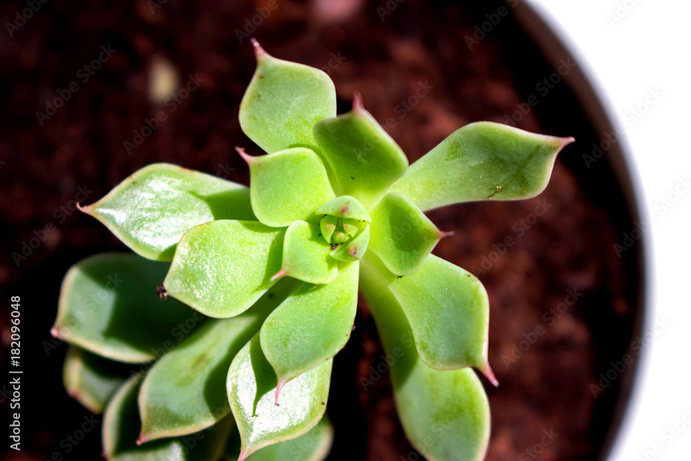 Cactus. Green desert plant. Tropical flower. Macro. Cactus. Green desert plant. Tropical flower. Macro.