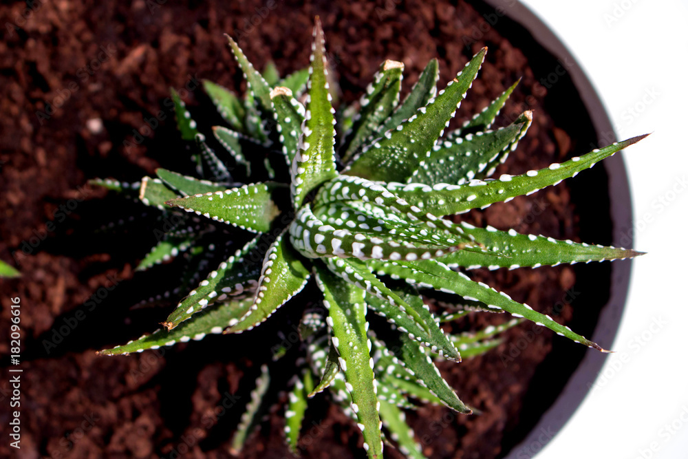 Cactus. Green desert plant. Tropical flower. Macro. Cactus. Green desert plant. Tropical flower. Macro.