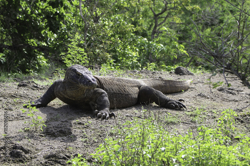 A Komodo Dragon front the front and side, basking in the sun. Taken on safari in Indoesia's Komodo Islands © Adam