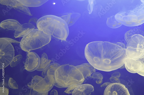 A group of white jellyfish swimming in a clear blue aquarium in Vancouver © Adam