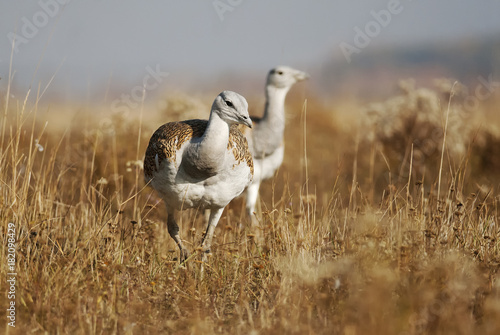 Tableau sur toile Great Bustard, Otis tarda, Hungary, Europe