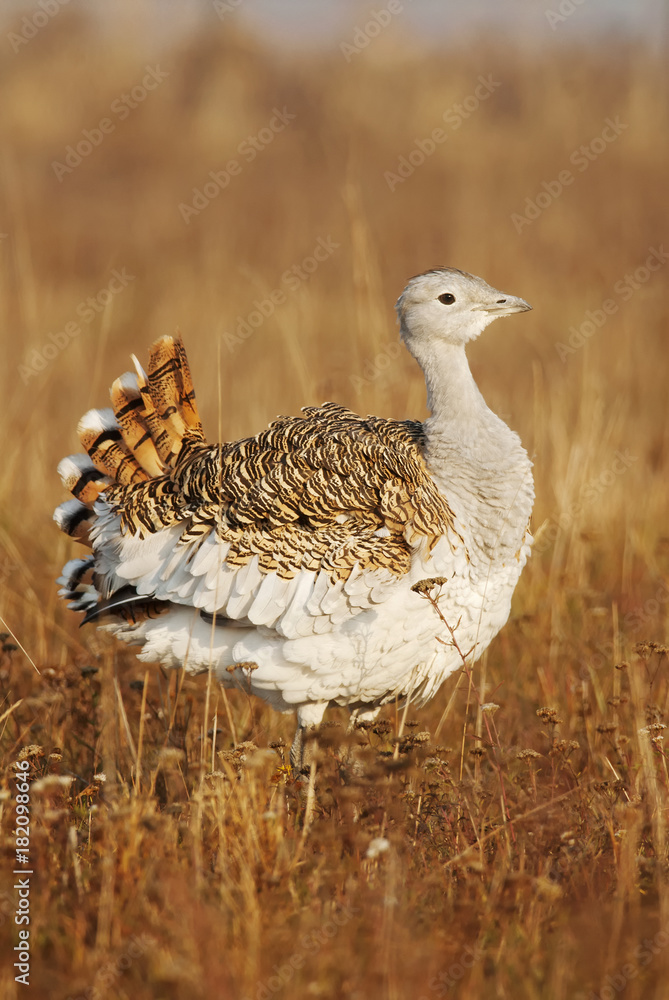 Great Bustard, Otis tarda, Hungary, Europe Great Bustard, Otis tarda, Hungary, Europe