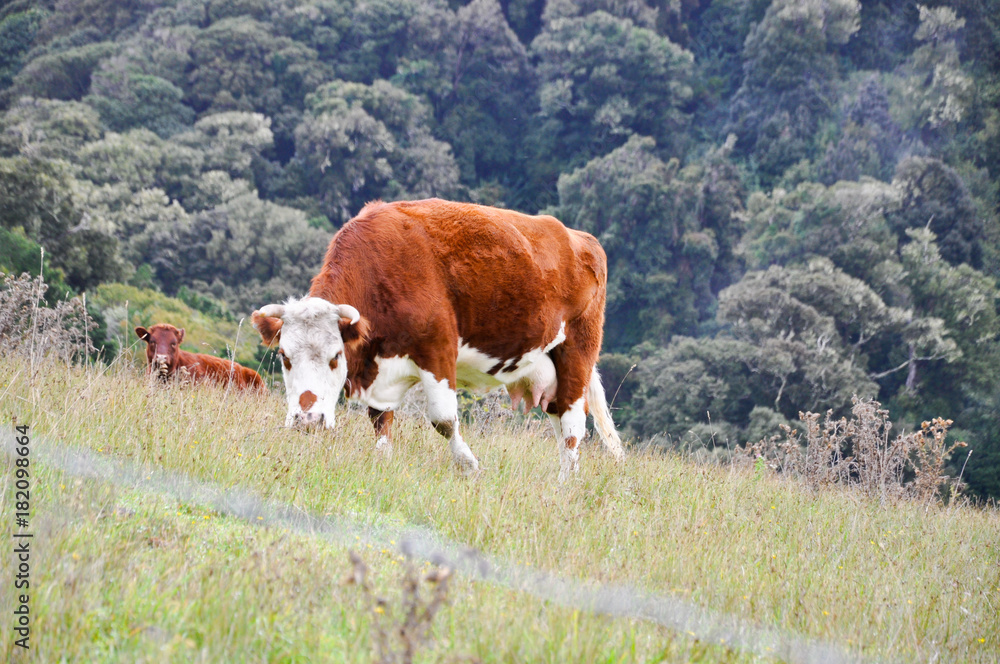 Cow eats grass on a hill