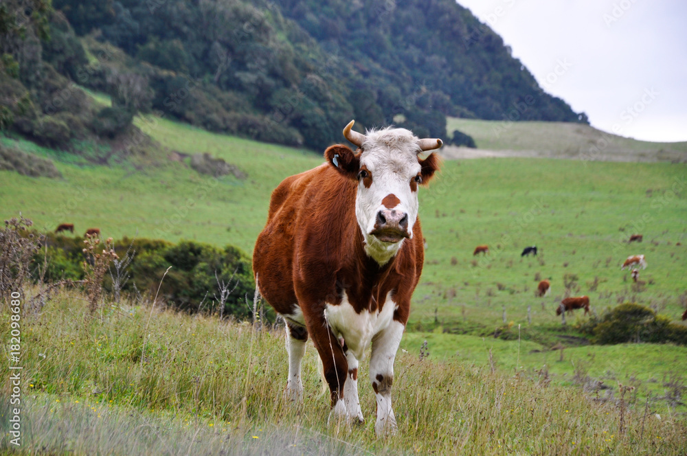 Cow in a hill