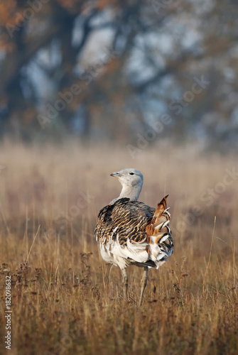 Great Bustard, Otis tarda, Hungary, Europe