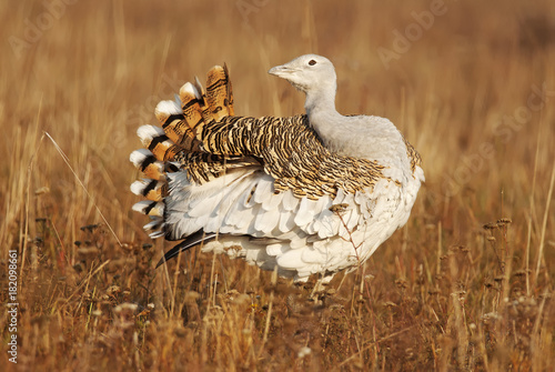 Great Bustard, Otis tarda, Hungary, Europe