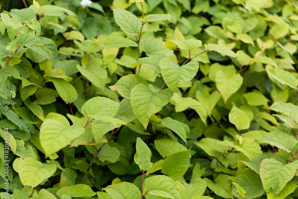 Asian knotweed (Fallopia japonica) Asian knotweed (Fallopia japonica)