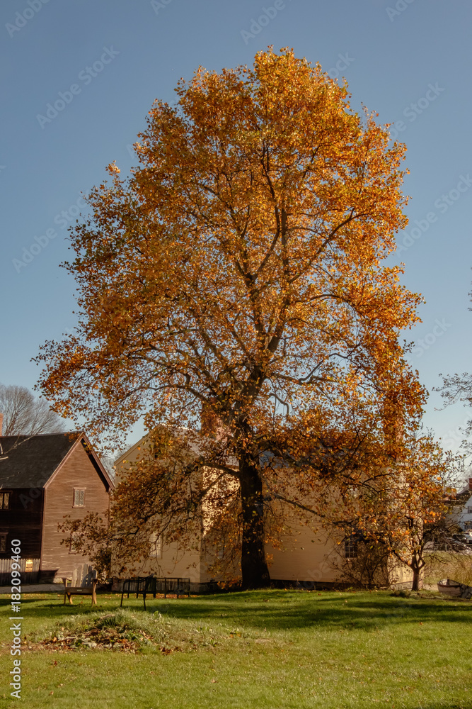 Golden Tree Golden Tree