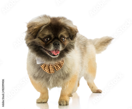 Fototapeta Naklejka Na Ścianę i Meble -  Pekingese dog with bow tie