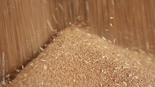 Wheat grain close-up. Wheat is unloaded from truck at flour mill. Wheat is strewing. Golden wheat rain. Transportation of Grain in a truck to a mill. Granary in the milling plant. Grain flour mill.