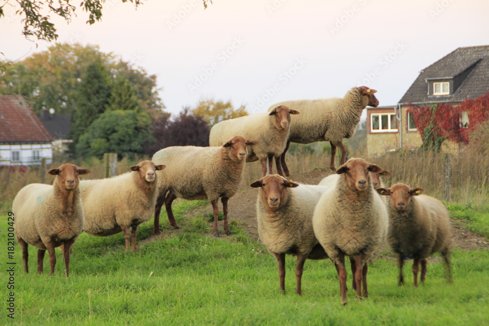 Fototapeta premium Sheep Family