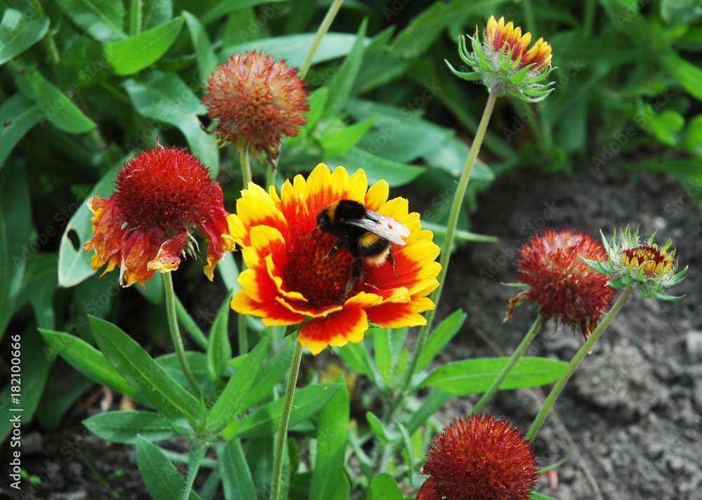 A giant black and yellow bee feeding on a red and yellow flower. Other flower buds surround the bee. The background is of greenery, with some soil. A giant black and yellow bee feeding on a red and yellow flower. Other flower buds surround the bee. The background is of greenery, with some soil.