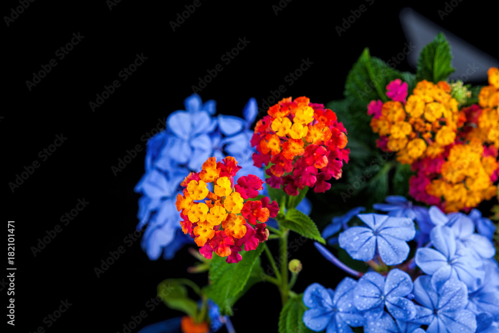 Obraz premium Beautiful flower on a black background