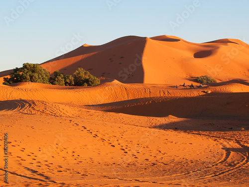 The camel tour in the Sahara dunes in Merzouga, Africa
