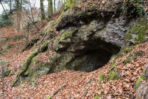 bear cave in forest