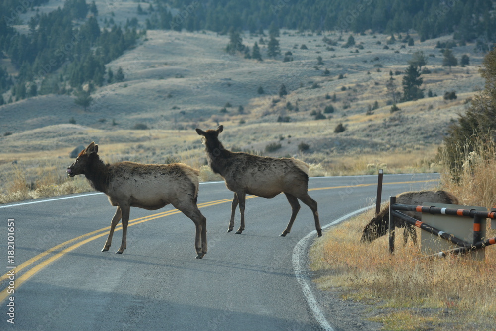 Fototapeta premium I hear a car coming