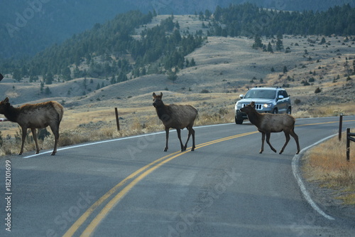 Middle of the road ... yellow stripes and elk
