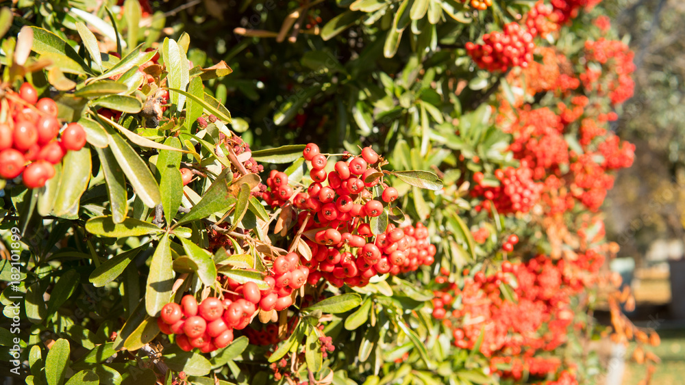 Autumn Leaves Autumn Leaves