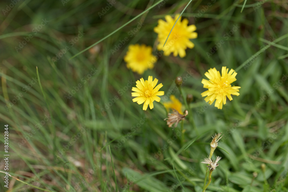 Flower of the dandelion Leontodon saxatilis Flower of the dandelion Leontodon saxatilis