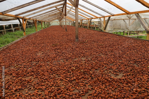 cacao beans drying on a wooden table in sao tome and principe