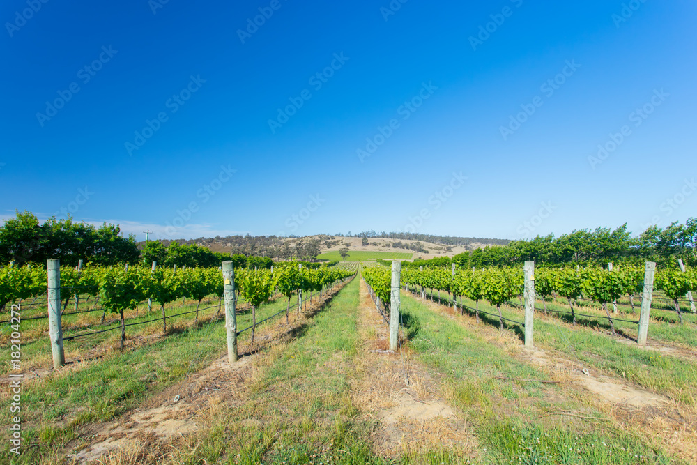 A view of a vineyard at a winery