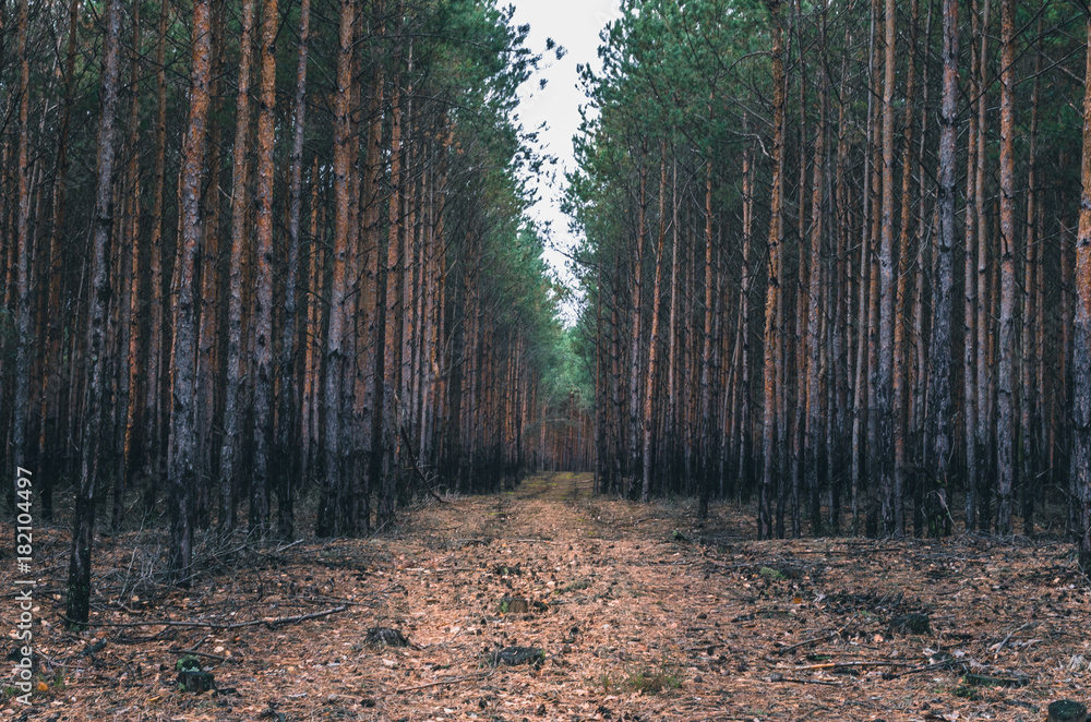 Fototapeta premium Forest path among trees cloudy day