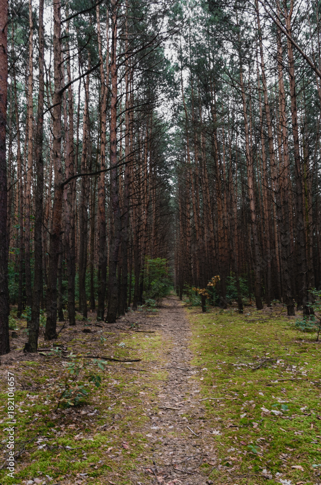 Fototapeta premium Forest path among trees cloudy day