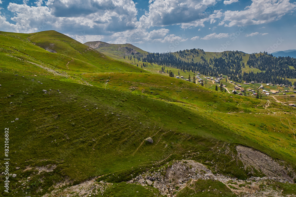 Obraz premium Cows in green amountain fields at summer